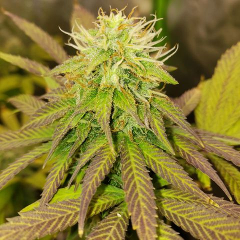 Velvet cookies growlog timeline photo