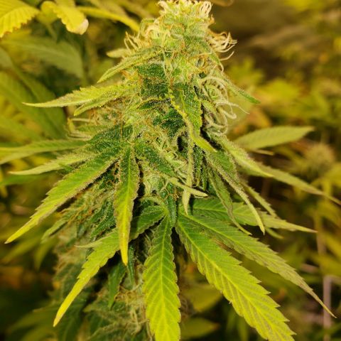 Velvet cookies growlog timeline photo