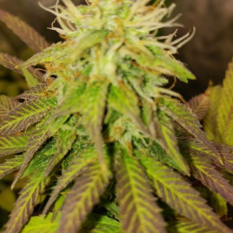 Velvet cookies growlog timeline photo