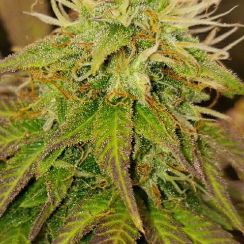Velvet cookies growlog timeline photo