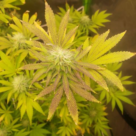 Velvet cookies growlog timeline photo