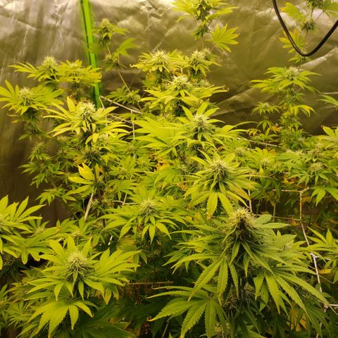Velvet cookies growlog timeline photo