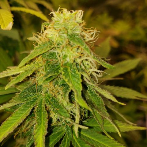Velvet cookies growlog timeline photo