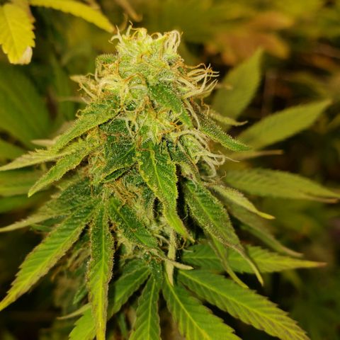 Velvet cookies growlog timeline photo