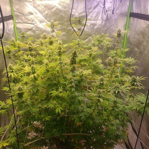 Velvet cookies growlog timeline photo