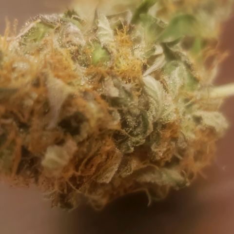 Velvet cookies growlog timeline photo
