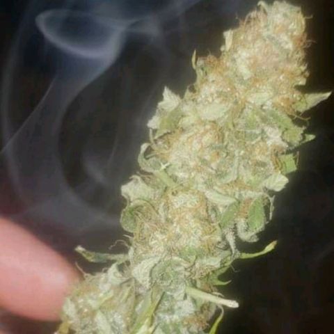 Velvet cookies growlog timeline photo
