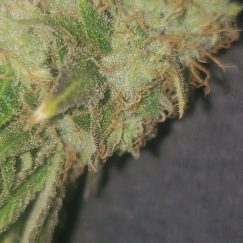 Velvet cookies growlog timeline photo