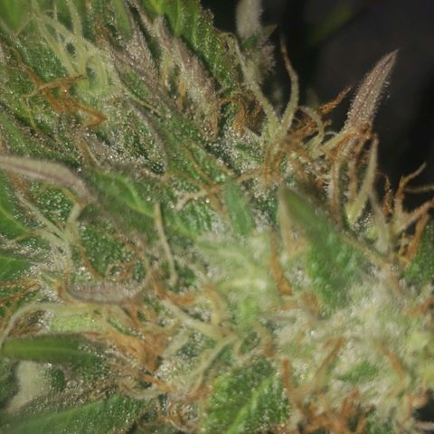 Velvet cookies growlog timeline photo
