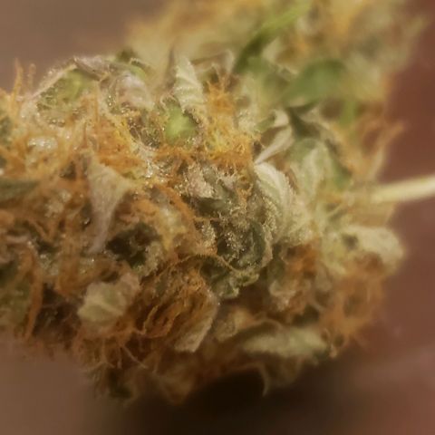 Velvet cookies growlog timeline photo