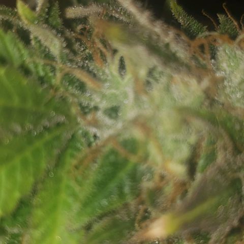 Velvet cookies growlog timeline photo