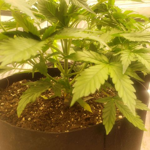 Tangie haze auto growlog timeline photo