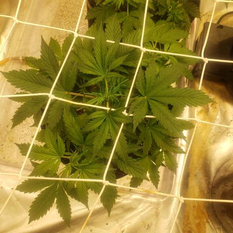 Tangie haze auto growlog timeline photo