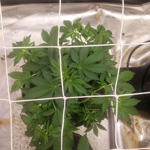 Blood lemon narcos  growlog timeline photo