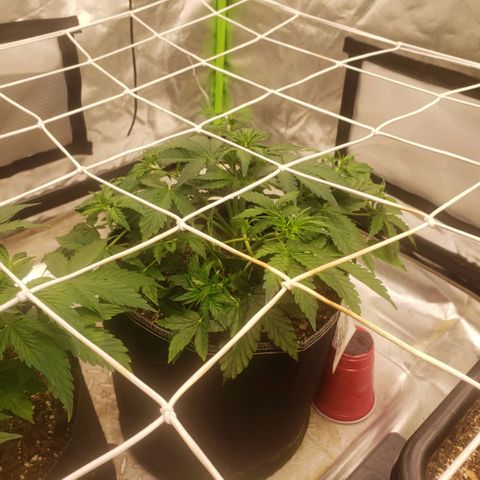 Blood lemon narcos  growlog timeline photo