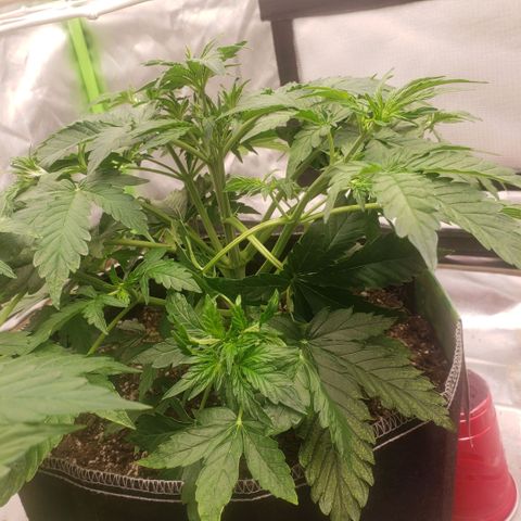 Blood lemon narcos  growlog timeline photo