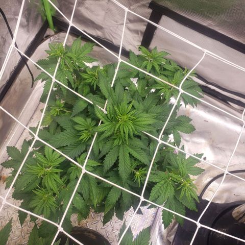 Blood lemon narcos  growlog timeline photo