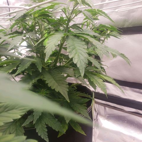 Blood lemon narcos  growlog timeline photo