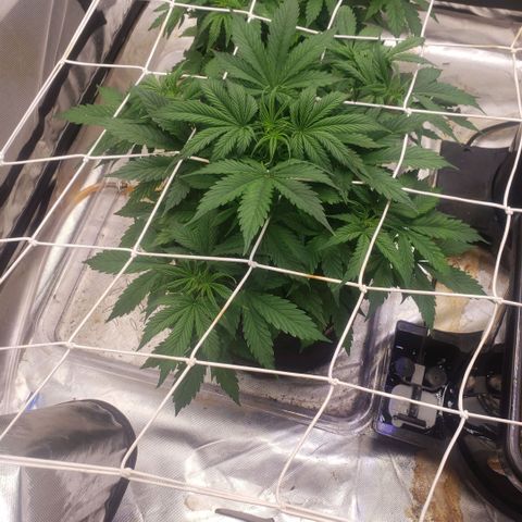 Tangie haze auto growlog timeline photo