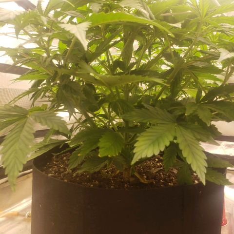 Tangie haze auto growlog timeline photo