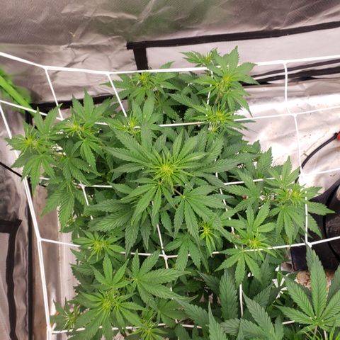 Blood lemon narcos  growlog timeline photo