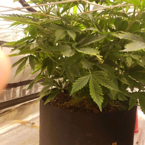 Tangie haze auto growlog timeline photo