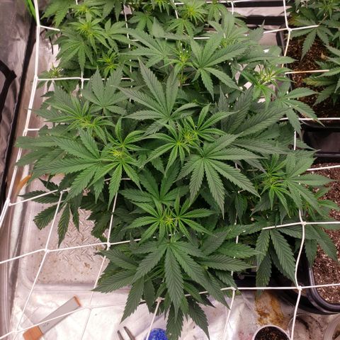 Tangie haze auto growlog timeline photo