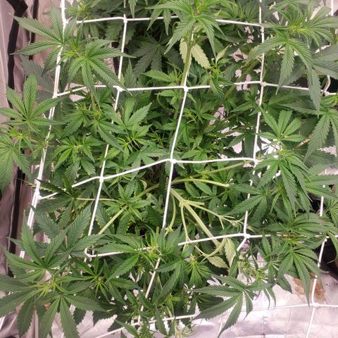 Tangie haze auto growlog timeline photo