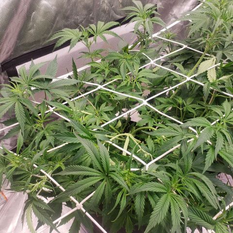 Tangie haze auto growlog timeline photo