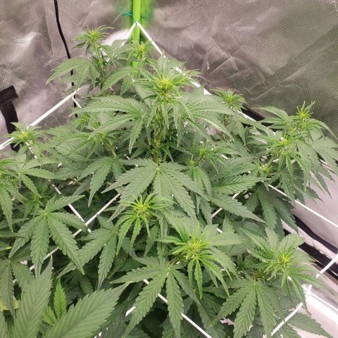 Blood lemon narcos  growlog timeline photo