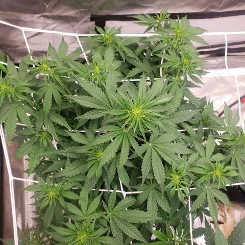 Blood lemon narcos  growlog timeline photo