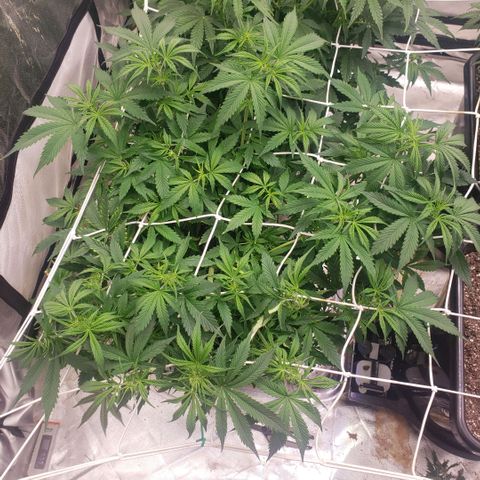 Tangie haze auto growlog timeline photo