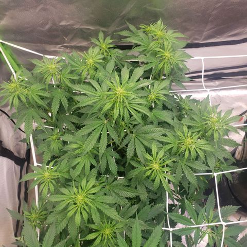 Blood lemon narcos  growlog timeline photo
