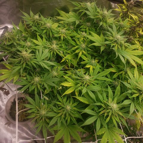 Tangie haze auto growlog timeline photo