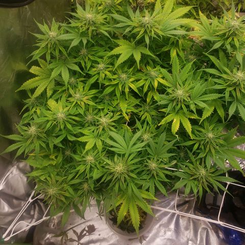 Tangie haze auto growlog timeline photo