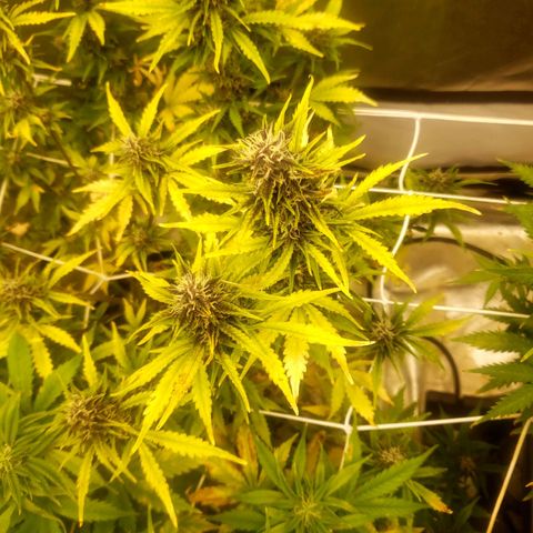 Blood lemon narcos  growlog timeline photo