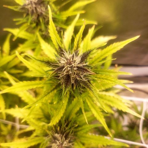 Blood lemon narcos  growlog timeline photo