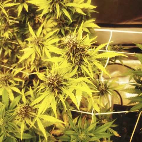 Blood lemon narcos  growlog timeline photo