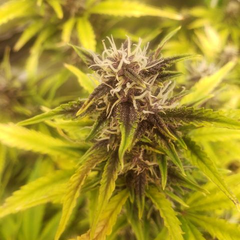 Blood lemon narcos  growlog timeline photo