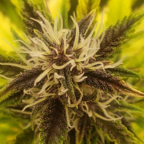 Blood lemon narcos  growlog timeline photo