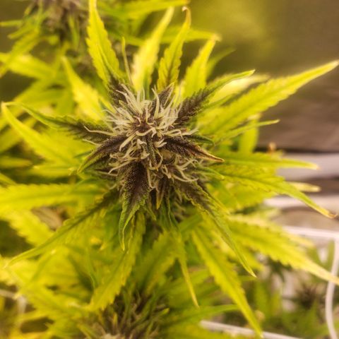 Blood lemon narcos  growlog timeline photo