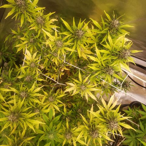 Blood lemon narcos  growlog timeline photo