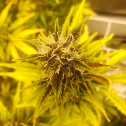 Blood lemon narcos  growlog timeline photo