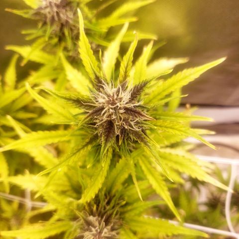Blood lemon narcos  growlog timeline photo