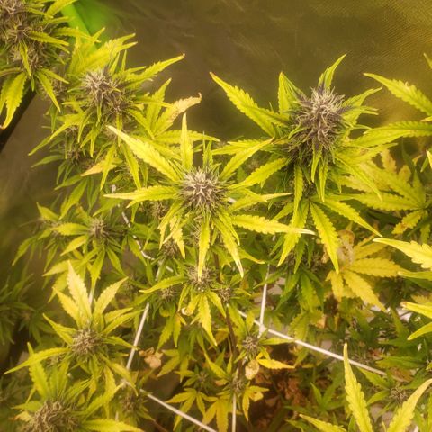 Blood lemon narcos  growlog timeline photo