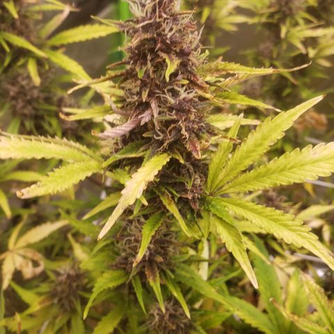 Blood lemon narcos  growlog timeline photo