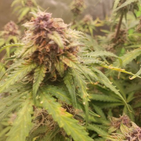 Blood lemon narcos  growlog timeline photo
