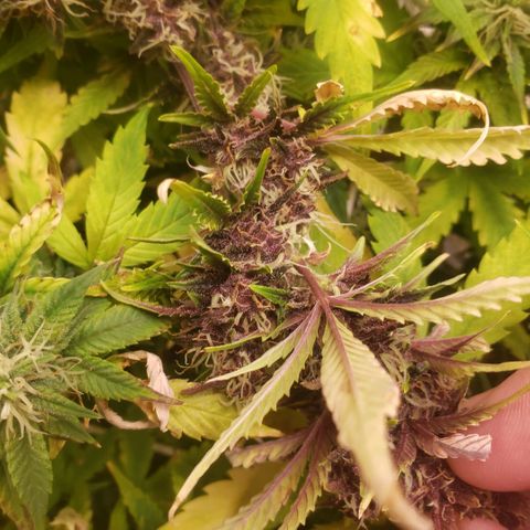 Blood lemon narcos  growlog timeline photo