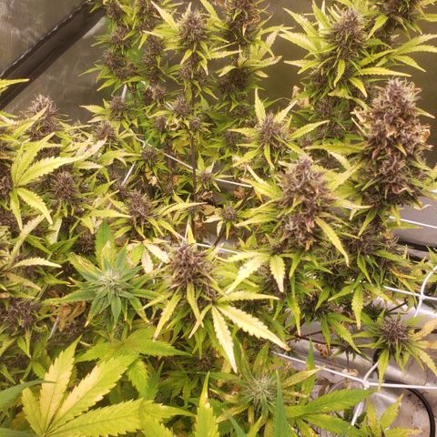 Blood lemon narcos  growlog timeline photo