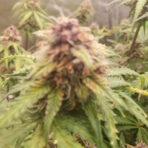 Blood lemon narcos  growlog timeline photo